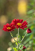 NORWELL NURSERIES, NOTTINGHAMSHIRE: CLOSE UP PORTRAIT OF THE RED FLOWERS OF HARDY CHRYSANTHEMUM EDMUND BROWN, PERENNIALS, FALL, BLOOMS
