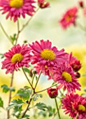NORWELL NURSERIES, NOTTINGHAMSHIRE: CLOSE UP PORTRAIT OF THE PINK FLOWERS OF HARDY CHRYSANTHEMUM DULWICH PINK, PERENNIALS, FALL, BLOOMS