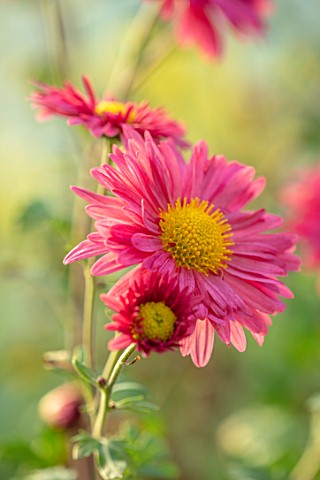 NORWELL_NURSERIES_NOTTINGHAMSHIRE_CLOSE_UP_PORTRAIT_OF_THE_PINK_FLOWERS_OF_HARDY_CHRYSANTHEMUM_DULWI