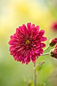 NORWELL NURSERIES, NOTTINGHAMSHIRE: CLOSE UP PORTRAIT OF THE PINK, RED, FLOWERS OF HARDY CHRYSANTHEMUM ROTER SPRAY, PERENNIALS, FALL, BLOOMS