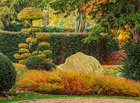 THE_OLD__RECTORY_QUINTON_NORTHAMPTONSHIRE_FALL_AUTUMN_ROCKS_CLIPPED_TOPIARY_CARPINUS_BETULUS_COMMON_