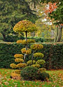 THE OLD  RECTORY, QUINTON, NORTHAMPTONSHIRE: FALL, AUTUMN, CLIPPED TOPIARY CARPINUS BETULUS, COMMON HORNBEAM, YEW