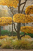 THE OLD  RECTORY, QUINTON, NORTHAMPTONSHIRE: FALL, AUTUMN, CLIPPED TOPIARY, CLOUD PRUNED PARROTIA PERSICA - PERSIAN IRONWOOD TREE, GOLDEN, ORANGE, BROWN, FOLIAGE