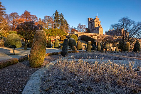 DRUMMOND_CASTLE_GARDENS_SCOTLAND_LAWN_FROST_FROSTY_CASTLE_CLIPPED_TOPIARY_SHAPES_GARDENS_SCOTTISH_WI