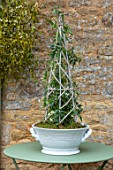 DAYLESFORD ORGANIC, GLOUCESTERSHIRE: CHRISTMAS, WHITE CONTAINER ON GREEN TABLE WITH JASMINUM OFFICINALE, SCENTED, FRAGRANT
