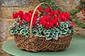 DAYLESFORD ORGANIC, GLOUCESTERSHIRE: GREEN TABLE, BASKET CONTAINER WITH RED CYCLAMEN, DECORATIONS, CHRISTMAS, WINTER, DECEMBER