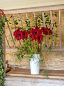 DAYLESFORD ORGANIC, GLOUCESTERSHIRE: RED FLOWERS OF AMARYLLIS IN WHITE METAL CONTAINER. BULBS, DISPLAY