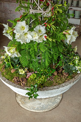 DAYLESFORD_ORGANIC_GLOUCESTERSHIRE_CONTAINER_WITH_MOSS_FIR_CONES_WHITE_AMARYLLIS_HOLLY