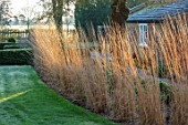 ST TIMOTHEE, BERKSHIRE - LAWN, HEDGE, HEDGING, ROW OF CALAMAGROSTIS X ACUTIFLORA KARL FOERSTER, OUTBUILDING, WINTER, FROSTY, ENGLISH, COUNTRY, GARDEN