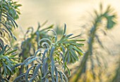 ST TIMOTHEE, BERKSHIRE - CLOSE UP PORTRAIT OF EUPHORBIA CHARACIAS SUBSP.WULFENII, WINTER, FROST, FROSTY, PERENNIALS, EVERGREENS