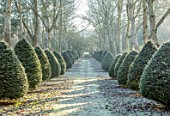 BRYANS GROUND, HEREFORDSHIRE - THE POPLAR AVENUE, CRICKET WOOD, POPLARS, POPULUS ALBA, HEDGES, HEDGING, FROST, FROSTY, WINTER, FORMAL, PATH