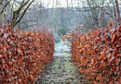 BRYANS GROUND, HEREFORDSHIRE - BEECH AVENUE, HEDGES, HEDGING, FROST, FROSTY, WINTER, FORMAL, PATH