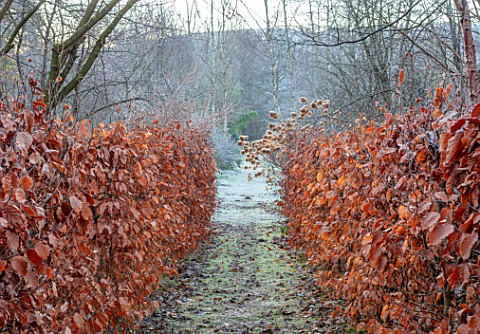 BRYANS_GROUND_HEREFORDSHIRE__BEECH_AVENUE_HEDGES_HEDGING_FROST_FROSTY_WINTER_FORMAL_PATH