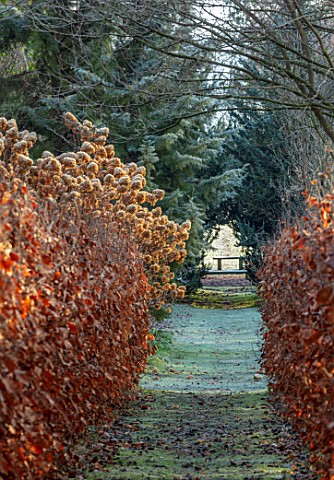 BRYANS_GROUND_HEREFORDSHIRE__BEECH_AVENUE_HEDGES_HEDGING_HYDRANGEA_FROST_FROSTY_WINTER_FORMAL_PATH