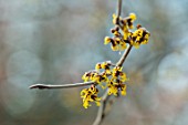 BRYANS GROUND, HEREFORDSHIRE - CLOSE UP PORTRAIT OF THE YELLOW FLOWERS OF WITCH HAZEL, HAMAMELIS X INTERMEDIA WESTERSTEDE, YELLOW, SHRUBS