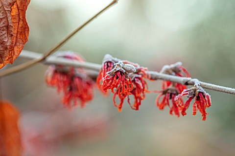 BRYANS_GROUND_HEREFORDSHIRE__CLOSE_UP_PORTRAIT_OF_THE_RED_FLOWERS_OF_WITCH_HAZEL_HAMAMELIS_X_INTERME
