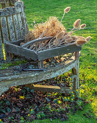 DESIGNER_JACKY_HOBBS__CHRISTMAS_WINTER_LAWN_TREE_SEAT_BENCH_BOX_WITH_SEED_HEADS_OF_ALLIUMS_AND_TEASE