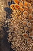 DESIGNER JACKY HOBBS - CHRISTMAS, WINTER, WREATH, SEED HEADS OF ALLIUMS, TEASELS, DIPSACUS FULLONUM, BROWN, FORAGED, NATURAL, DECORATIONS
