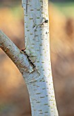 MOTTISFONT ABBEY, HAMPSHIRE. THE NATIONAL TRUST: CLOSE UP OF WHITE, SILVER STEMS, TRUNKS OF BETULA UTILIS JACQUEMONTII SNOW QUEEN, HIMALAYAN BIRCH