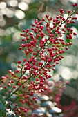 MOTTISFONT ABBEY, HAMPSHIRE. THE NATIONAL TRUST: NANDINA DOMESTICA BERRIES, WINTER, JANUARY, HEAVENLY BAMBOO, BERRY, FRUITS, RED