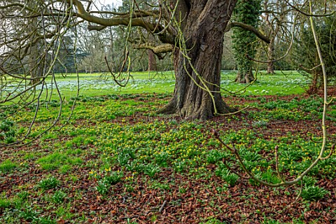 WADDESDON_EYTHROPE_BUCKINGHAMSHIRE_DRIFTS_OF_ACONITES_IN_PARKLAND_SHEETS_YELLOW_FLOWERS_TREES_PARKS_