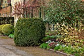 WADDESDON, EYTHROPE, BUCKINGHAMSHIRE: SNOWDROPS, HELLEBORES AND VIBURNUM IN FLOWER BESIDE THE HOUSE, BORDERS, WINTER, JANUARY