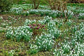 WADDESDON, EYTHROPE, BUCKINGHAMSHIRE: SNOWDROPS AND HELLEBORES IN THE WOODLAND, WINTER, JANUARY, DRIFTS, WHITE, RED, FLOWERS, FLOWERING