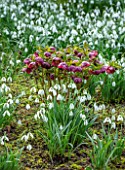 WADDESDON, EYTHROPE, BUCKINGHAMSHIRE: SNOWDROPS AND HELLEBORES IN THE WOODLAND, WINTER, JANUARY, DRIFTS, WHITE, RED, FLOWERS, FLOWERING