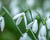WADDESDON, EYTHROPE, BUCKINGHAMSHIRE: CLOSE UP PORTRAIT OF THE WHITE FLOWERS OF SNOWDROP, GALANTHUS ATKINSII, BULBS, WINTER, JANUARY, FLOWERING, BLOOMS, BLOOMING