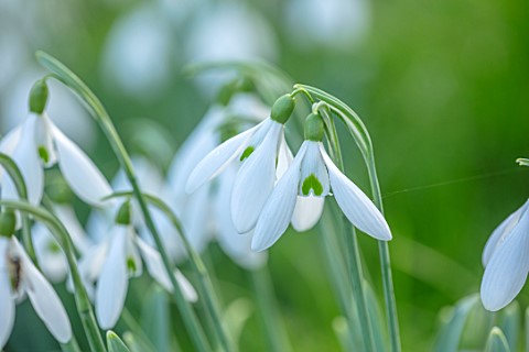 WADDESDON_EYTHROPE_BUCKINGHAMSHIRE_CLOSE_UP_PORTRAIT_OF_THE_WHITE_FLOWERS_OF_SNOWDROP_GALANTHUS_LIME