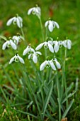 WADDESDON, EYTHROPE, BUCKINGHAMSHIRE: CLOSE UP PORTRAIT OF THE WHITE FLOWERS OF SNOWDROP, GALANTHUS OPHELIA, BULBS, WINTER, JANUARY, FLOWERING, BLOOMS, BLOOMING