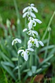 WADDESDON, EYTHROPE, BUCKINGHAMSHIRE: CLOSE UP PORTRAIT OF THE WHITE FLOWERS OF SNOWDROP, GALANTHUS OPHELIA, BULBS, WINTER, JANUARY, FLOWERING, BLOOMS, BLOOMING