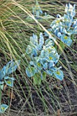 CHIPPENHAM PARK, CAMBRIDGESHIRE: CLOSE UP PLANT PORTRAIT OF PALE BLUE, YELLOW FLOWERS OF IRIS RETICULATA KATHERINE HODGKIN, BULBS, IRISES