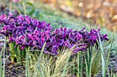 CHIPPENHAM PARK, CAMBRIDGESHIRE: CLOSE UP PLANT PORTRAIT OF PURPLE FLOWERS OF IRIS RETICULATA PIXIE, STIPA TENUISSIMA, BULBS, IRISES