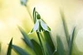 JOE SHARMAN SNOWDROPS: CLOSE UP PORTRAIT OF WHITE, GREEN FLOWER OF SNOWDROP, GALANTHUS PHIL CORNISH, BULBS