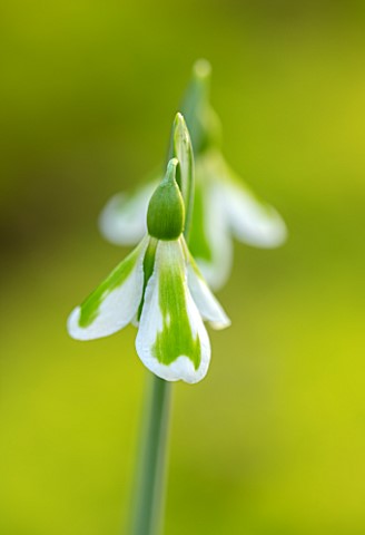 JOE_SHARMAN_SNOWDROPS_CLOSE_UP_OF_GREEN_AND_WHITE_FLOWERS_OF_SNOWDROP_GALANTHUS__L852