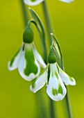 JOE SHARMAN SNOWDROPS: CLOSE UP OF GREEN AND WHITE FLOWERS OF SNOWDROP, GALANTHUS , L852