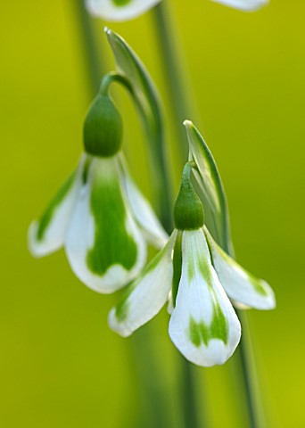 JOE_SHARMAN_SNOWDROPS_CLOSE_UP_OF_GREEN_AND_WHITE_FLOWERS_OF_SNOWDROP_GALANTHUS__L852