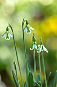 JOE SHARMAN SNOWDROPS: CLOSE UP OF GREEN AND WHITE FLOWERS OF SNOWDROP, GALANTHUS , L852