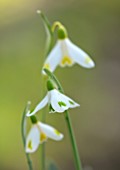 JOE SHARMAN SNOWDROPS: CLOSE UP OF GREEN AND WHITE AND YELLOW AND WHITE FLOWERS OF CHAMELEON SNOWDROP, GALANTHUS