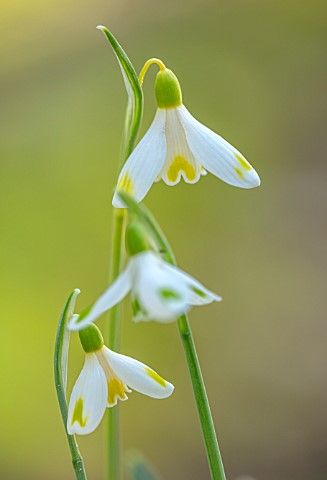 JOE_SHARMAN_SNOWDROPS_CLOSE_UP_OF_GREEN_AND_WHITE_AND_YELLOW_AND_WHITE_FLOWERS_OF_CHAMELEON_SNOWDROP