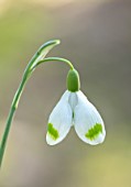 JOE SHARMAN SNOWDROPS: CLOSE UP OF GREEN AND WHITE FLOWERS OF SNOWDROP, GALANTHUS IVINGTON GREEN