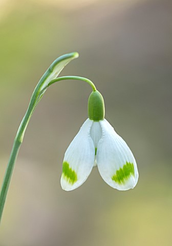 JOE_SHARMAN_SNOWDROPS_CLOSE_UP_OF_GREEN_AND_WHITE_FLOWERS_OF_SNOWDROP_GALANTHUS_IVINGTON_GREEN