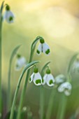 JOE SHARMAN SNOWDROPS: CLOSE UP PORTRAIT OF WHITE AND GREEN FLOWERS OF SNOWDROP, GALANTHUS PLICATUS BUMBLEBEE