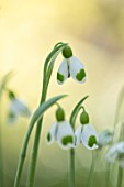 JOE SHARMAN SNOWDROPS: CLOSE UP PORTRAIT OF WHITE AND GREEN FLOWERS OF SNOWDROP, GALANTHUS PLICATUS BUMBLEBEE