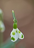 JOE SHARMAN SNOWDROPS: CLOSE UP PORTRAIT OF WHITE AND GREEN FLOWERS OF SNOWDROP, GALANTHUS 2 MARK PETRIE