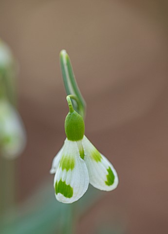 JOE_SHARMAN_SNOWDROPS_CLOSE_UP_PORTRAIT_OF_WHITE_AND_GREEN_FLOWERS_OF_SNOWDROP_GALANTHUS_2_MARK_PETR