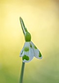 JOE SHARMAN SNOWDROPS: CLOSE UP PORTRAIT OF WHITE AND GREEN FLOWERS OF SNOWDROP, GALANTHUS 2 MARK PETRIE