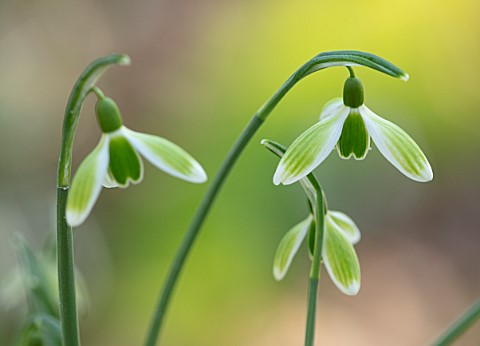 JOE_SHARMAN_SNOWDROPS_CLOSE_UP_PORTRAIT_OF_WHITE_AND_GREEN_FLOWERS_OF_SNOWDROP_GALANTHUS_GREEN_TEAR