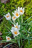 JOE SHARMAN SNOWDROPS: CLOSE UP OF WHITE FLOWERS OF CROCUS TOMASINIANUS ERIC SMITHII, BULBS, FLOWERING